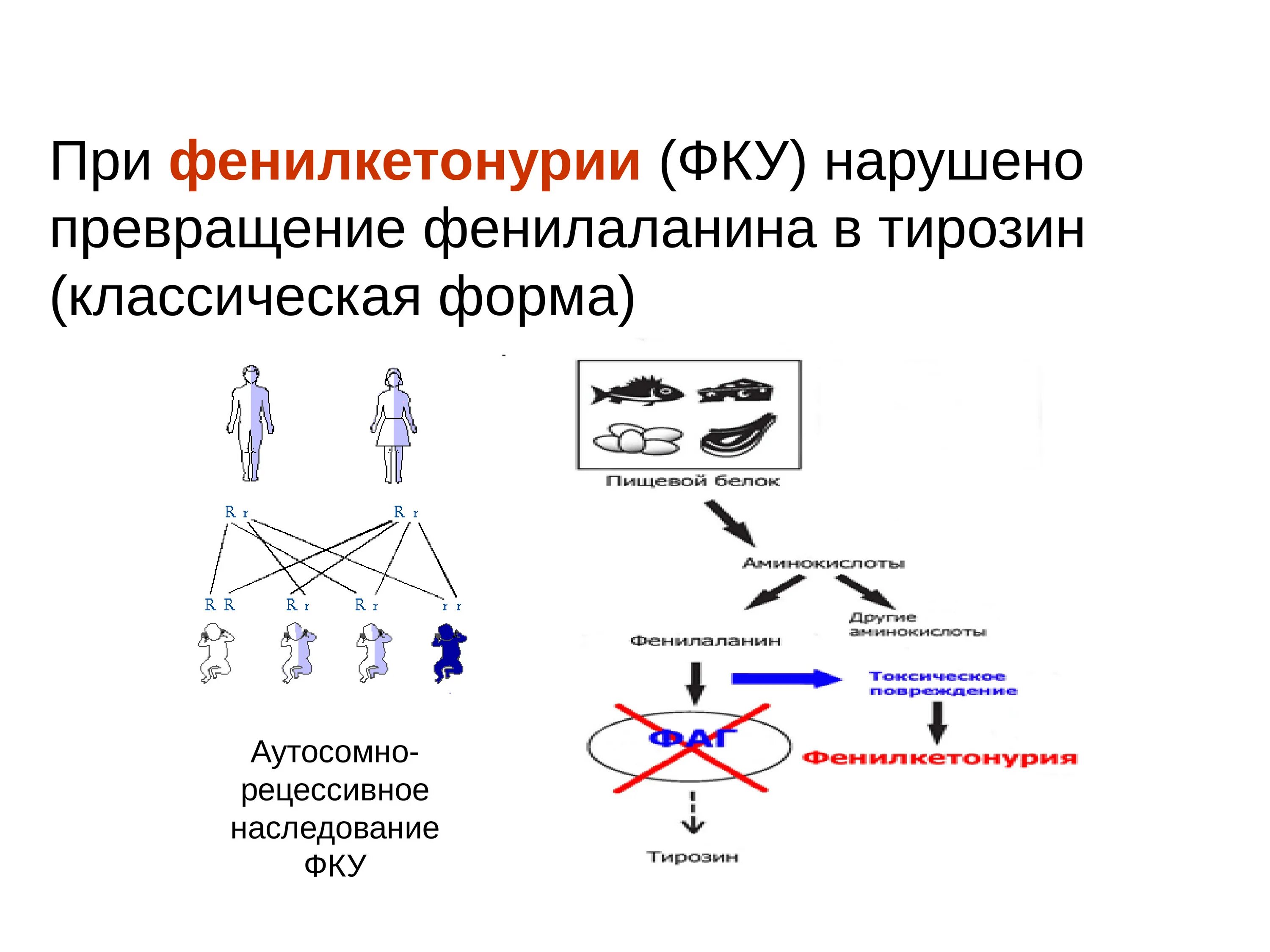 Схема наследования фенилкетонурии. Механизм развития фенилкетонурии схема. Фенилкетонурия патогенез. Фенилкетонурия генетика. Фенилкетонурия генотип