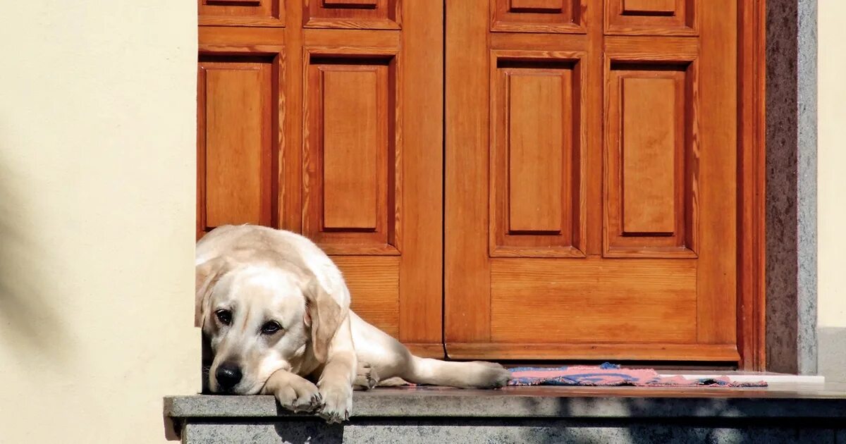 Собака закрывает дверь. Дверь для собаки. Щенок под дверью. Собака ждет хозяина. Собака под дверью.