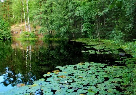 Где в лесу вода