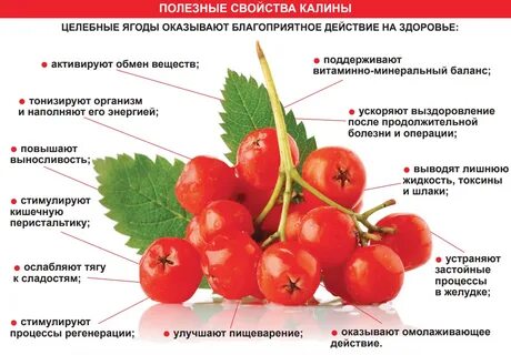 Чем полезна калина красная для организма мужчины