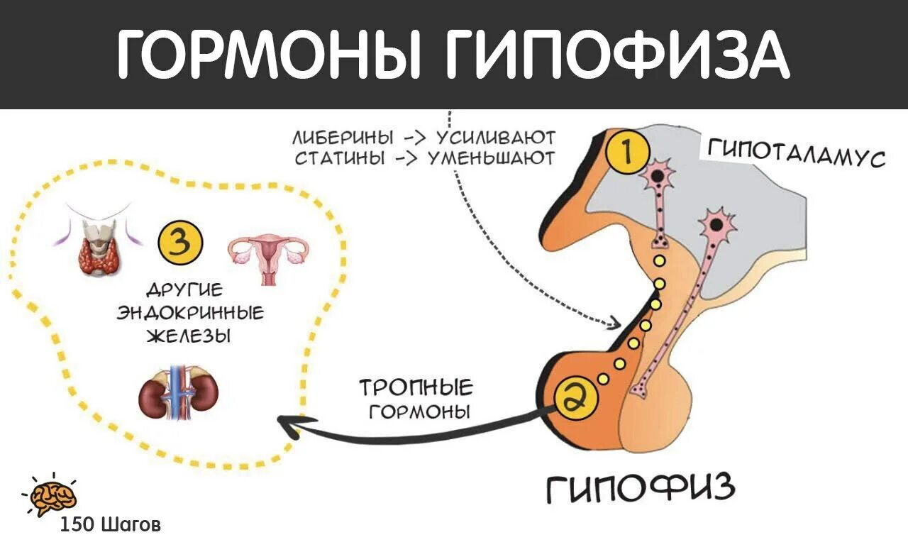 Анализ на гипофиз. Рилизинг гормоны гипофиза. Рилизинг гормоны тропные гормоны. Тропные гормоны гипофиза. Рилизинг факторы гипофиза.