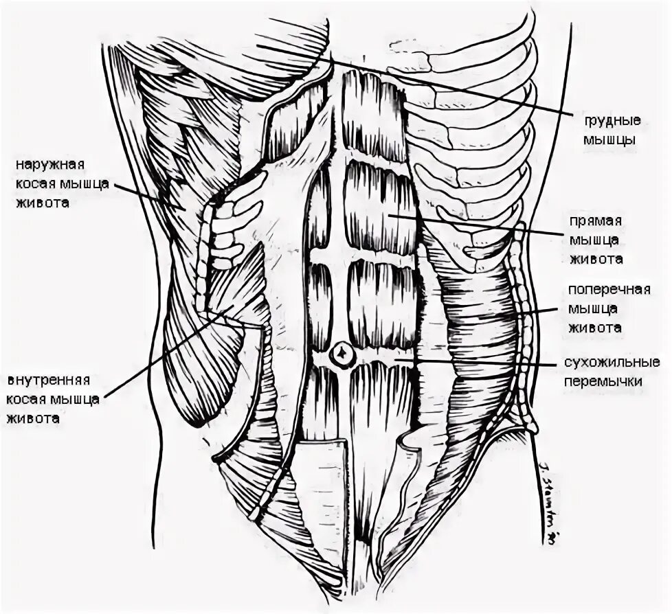 Передняя прямая мышца живота. Сухожильные перемычки прямой мышцы живота. Анатомия прямой мышцы живота. Мышцы живота анатомия медунивер. Мышцы образующие брюшной пресс.