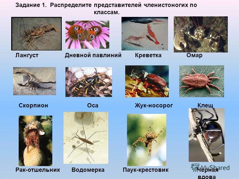 Тип членистоногие презентация. Тип членистоногие класс насекомые 7 класс биология. Тип членистоногие представители. Тип членистоногие представители. Тип членистоногие классы.