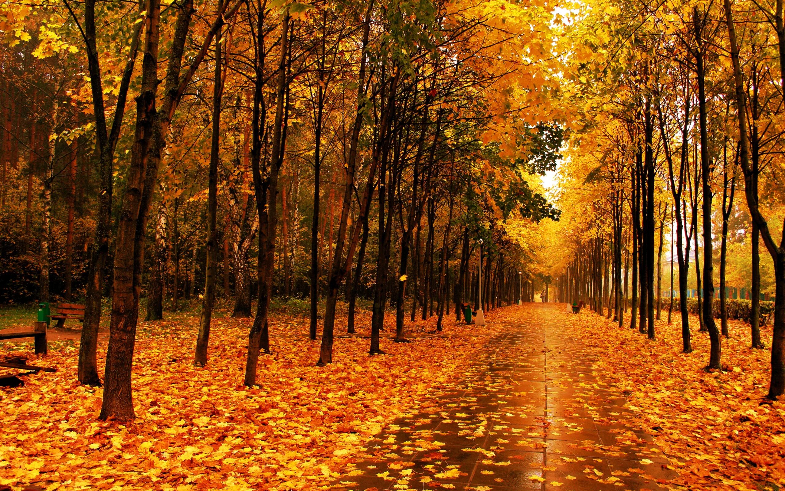 Золотая Кленовая аллея. Золотая осень Кленовая аллея. Осенний парк. Аллея осенью.