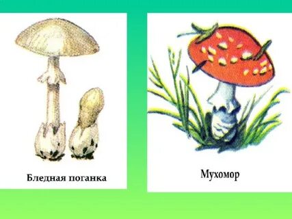 Нарисовать грибы 3 класс окружающий мир