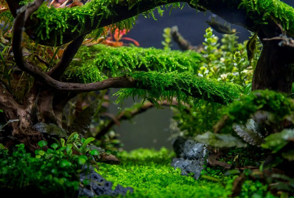 Акваскейпинг нано аквариумов. Акваскейп хардскейп. Акваскейп анубиасы. Акваскейп. Такеши амано акваскейп.