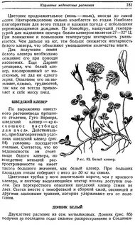 Какой плод у клевера лугового