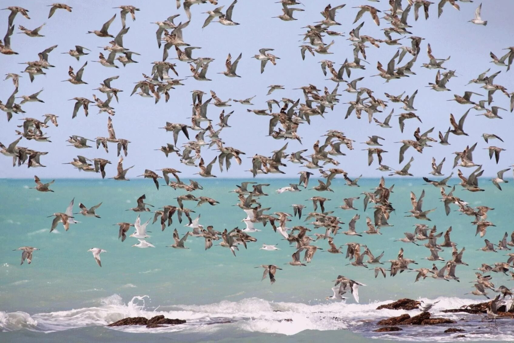 Миграция птиц на Юг. Стая птиц. Стайка птиц. Много птиц.
