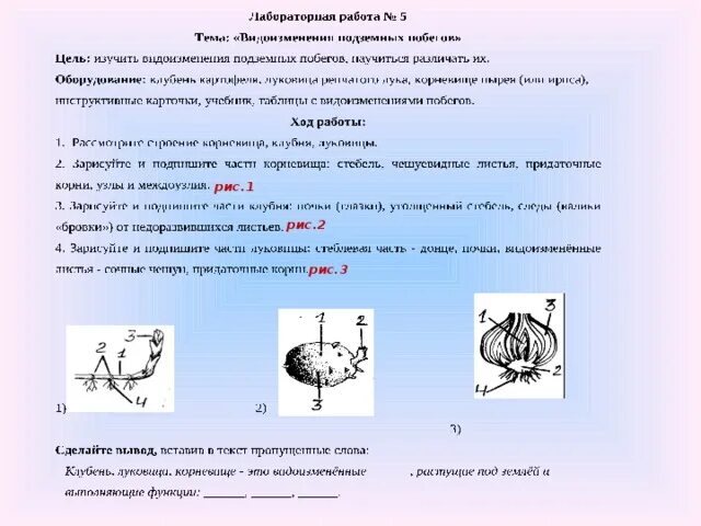 Клубни корневища луковицы лабораторная работа. Лабораторная видоизменение побегов 6 класс. Лабораторная по биологии 6 класс видоизменения побегов. Лабораторная работа видоизменения подземных побегов 6 класс. Биология 6 класс лабораторная работа подземные побеги.