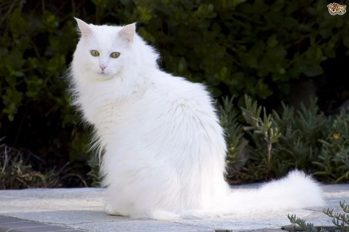 Как называется белая порода кошек. Турецкая ангорская кошка. Ангорская кошка турецкая ангора. Турецкая ангора белая. Кошка ангорковая порода.