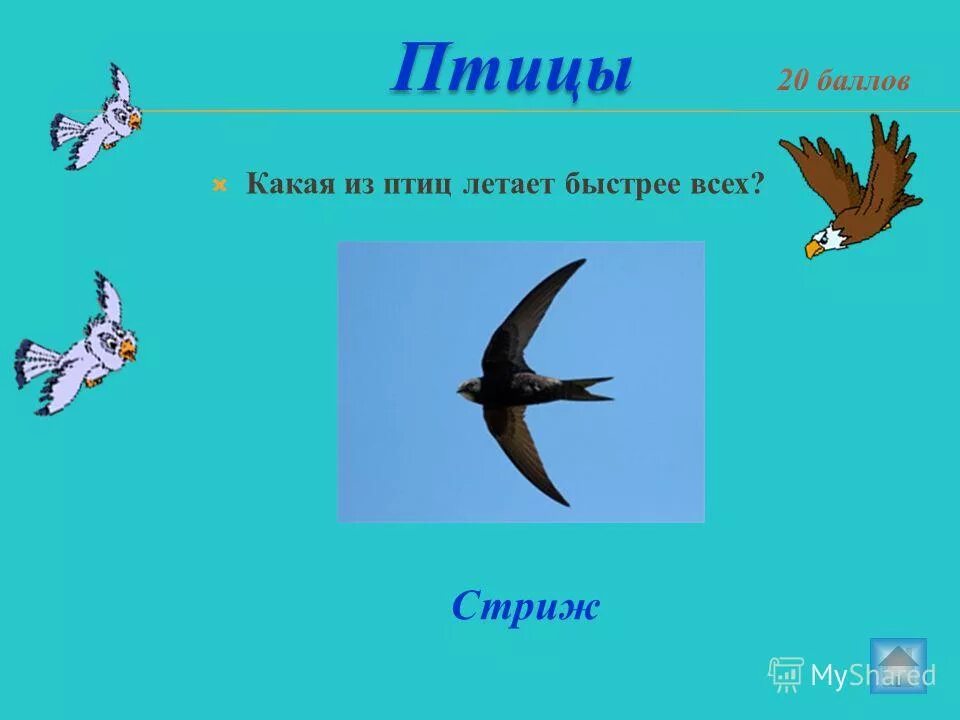 Какая птица быстрее всех. Птица которая летает быстрее всех. какая из птиц быстрее всех летает. птицы которые быстро летают. быстро летающие птицы.