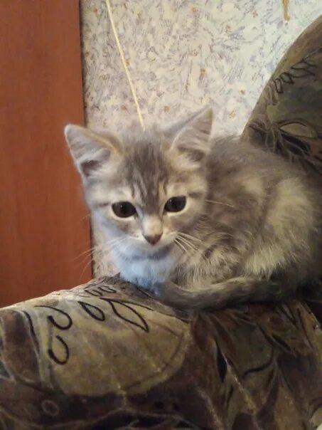 Украден котенок. Украден котенок