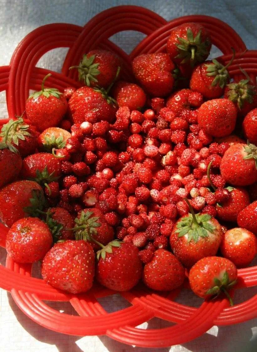 Земляника лесная (fragaria vesca). Розоцветные земляника лесная. Земляника лесная. Земляника лесная. Лесная ягода луговая,земляника,клубника.