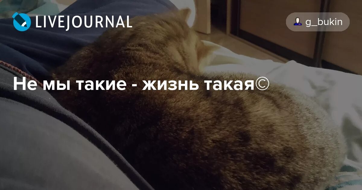 Не мы такие а жизнь такая. Обои не мы такие жизнь такая. не мы такие жизнь такая цитата на обои. не мы такие а жизнь такая то спали вместе то тапком в харю. фото на рабочий стол не мы такие а жизнь такая.