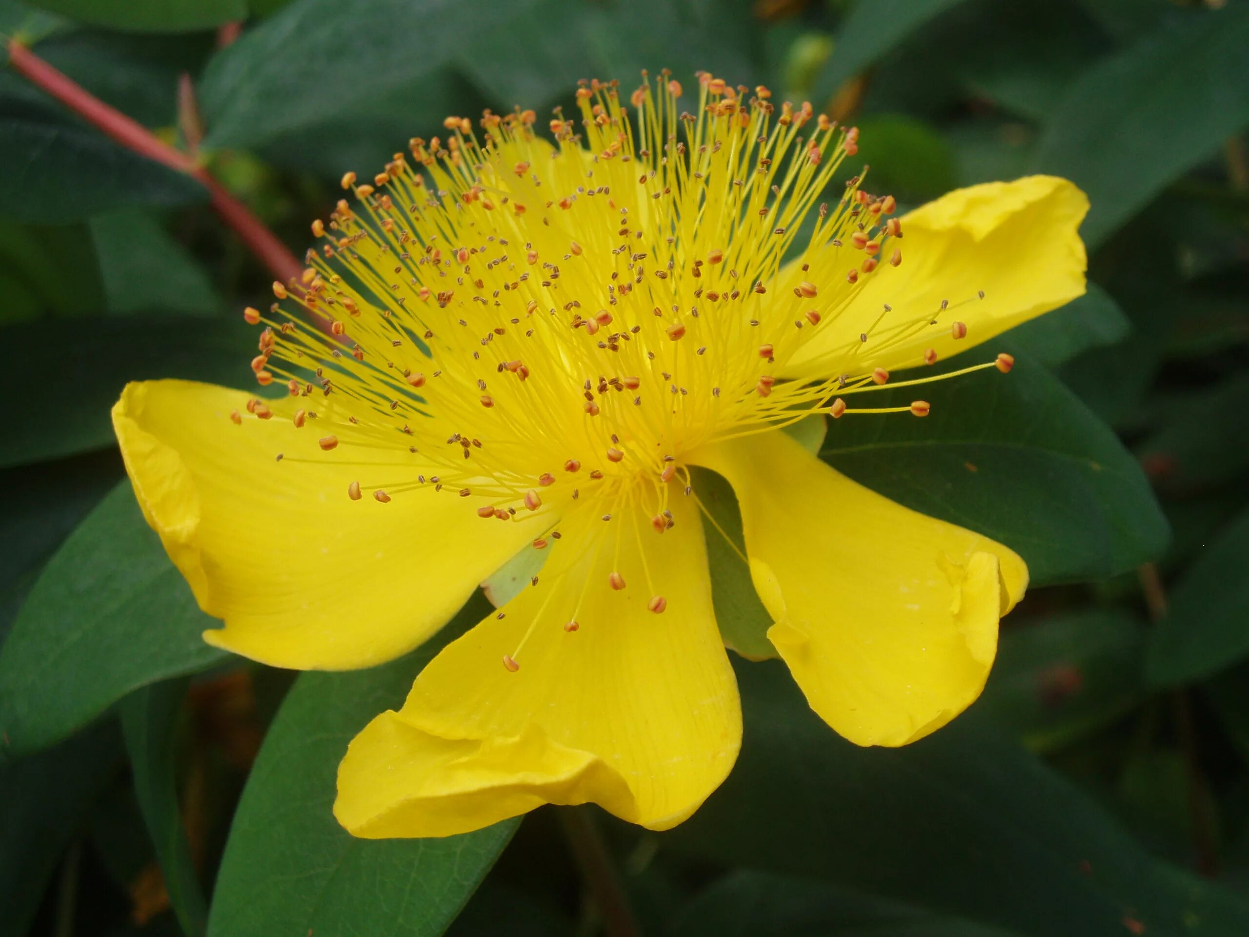 Зверобой кустарник. Hypericum calycinum. Зверобой чашечковидный. Зверобой Hypericum calycinum. Зверобой кустарниковый Hidcote.