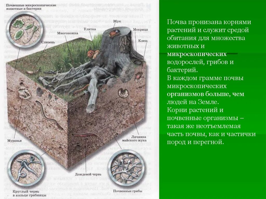 Обитатели корень