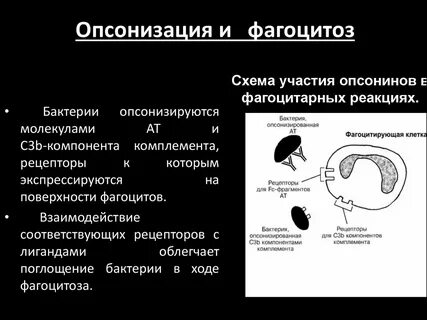 6 к фагоцитозу способны