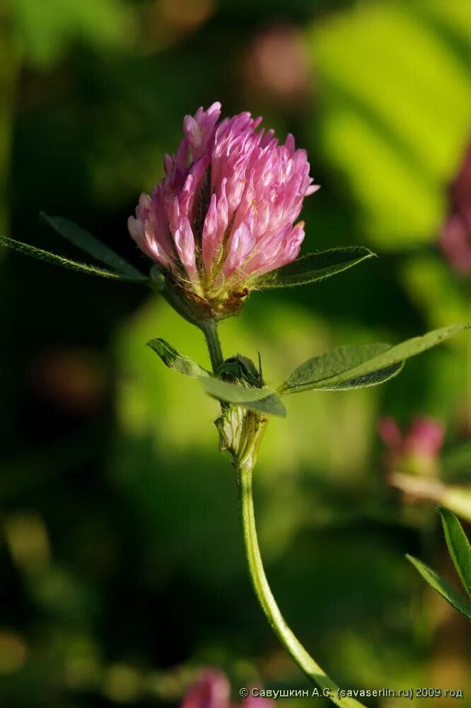 Клевер луговой небольшое растение обычно его. Клевер Луговой Trifolium praténse. Клевер Луговой - Trifolium pratense l. 33. Клевер Луговой Trifolium pratense. Клевер синий Луговой.