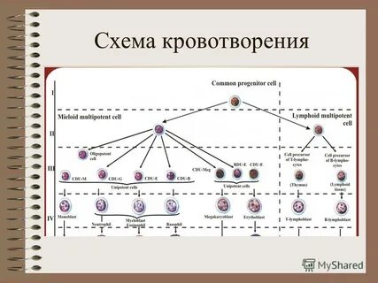 Гемопоэз