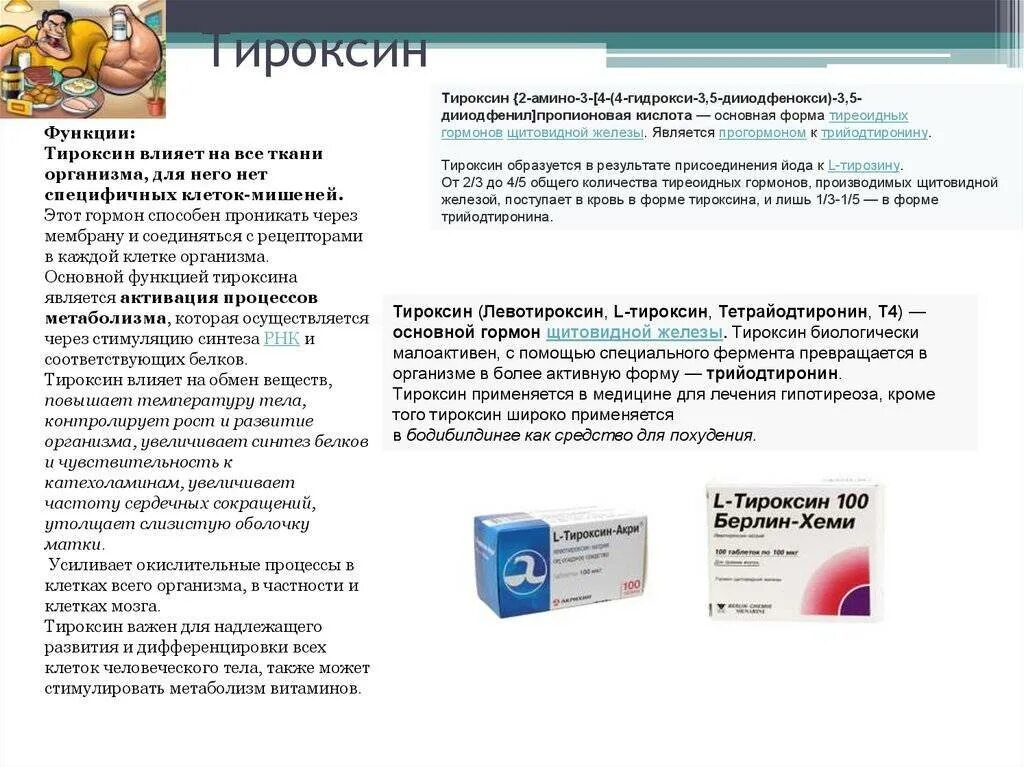 Как правильно принимать тироксин. Тироксин. Л-тироксин схема действия. Л тироксин схема приема. Тироксин для похудения схема приема.