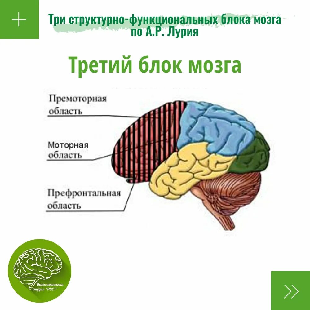 2 схема структурно функциональной модели мозга Презентация "Основные принципы строения мозга. Структурно-функциональная модель