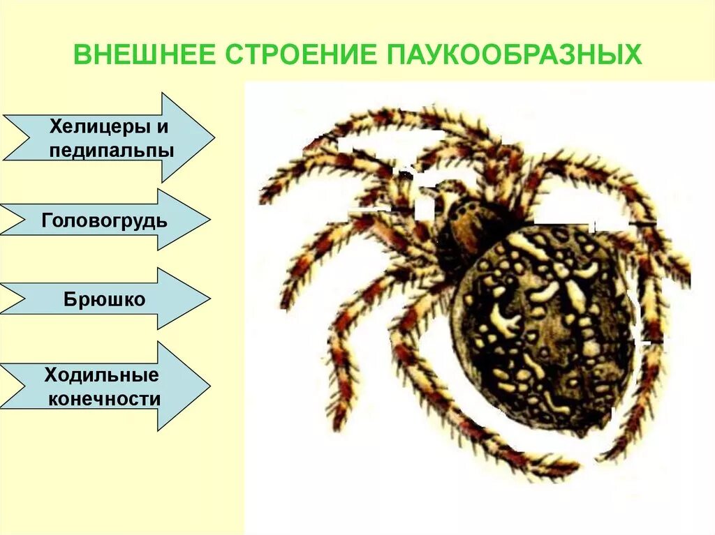 Класс паукообразные строение паука. Паукообразные 7 класс биология строение паука. Внешнее строение паука 7 класс биология. Внешнее строение паукообразных 7 класс. Выбери признаки паукообразных