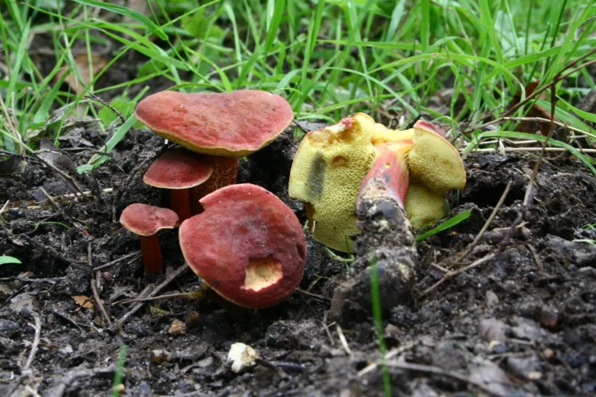 Моховик сушат. Моховик красный hortiboletus rubellus. гриб моховик красный. гриб моховик красный съедобный. моховик красный (boletus rubellus).