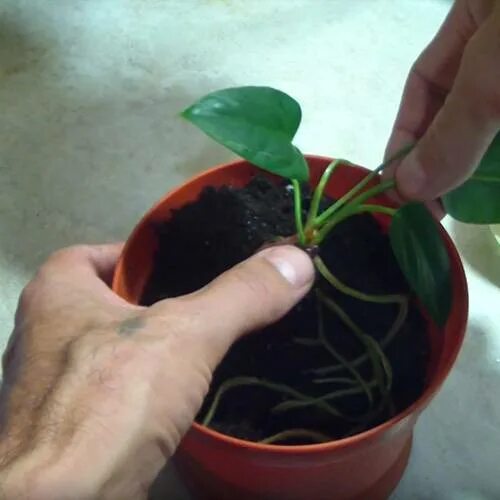 Мужское счастье цветок пересадка. Перевалка антуриум. Антуриум цветок. Черенкуем антуриум. Антуриум корни.