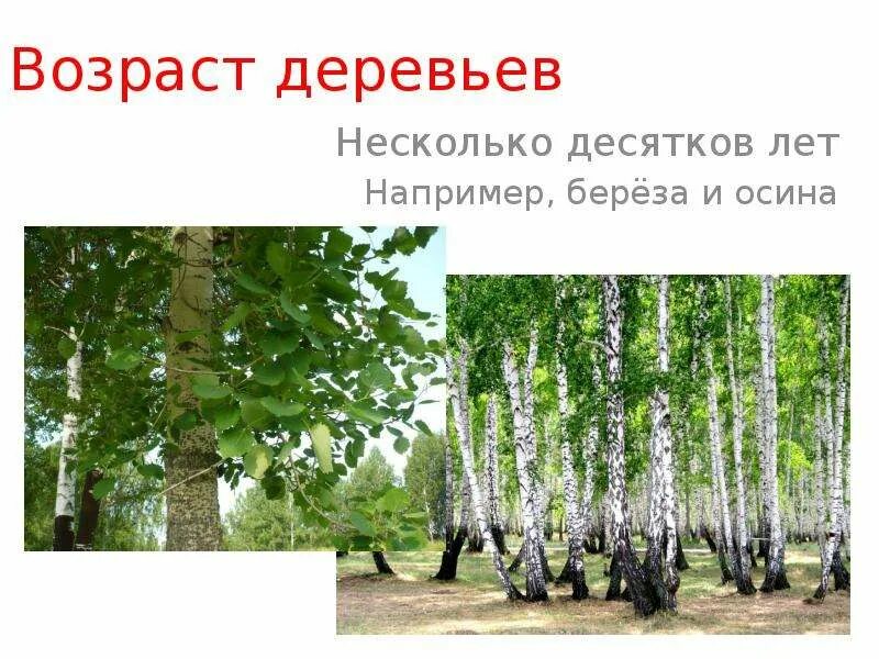 Как распознать березу