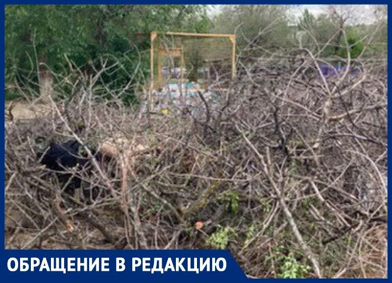 Чп веткам. Чп веткам. Бианки провлруг с ветки дерева обрушилась огромная шишка. Чп веткам. Чп веткам.