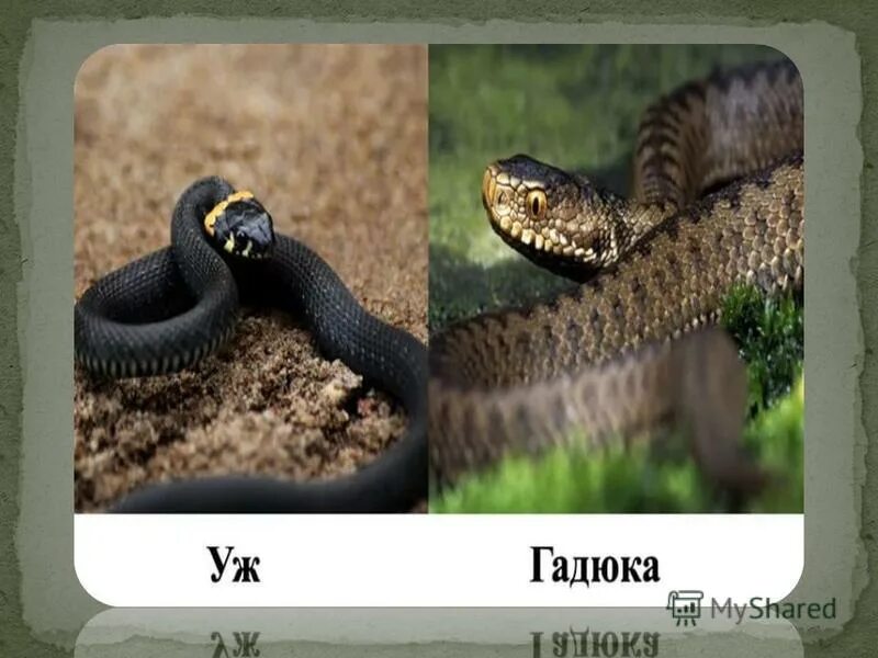 Различия гадюки и ужа 3 класс. Гадюка обыкновенная и уж отличия. Змея уж и гадюка. Гадюка обыкновенная и уж. Змеи уж гадюка отличие.