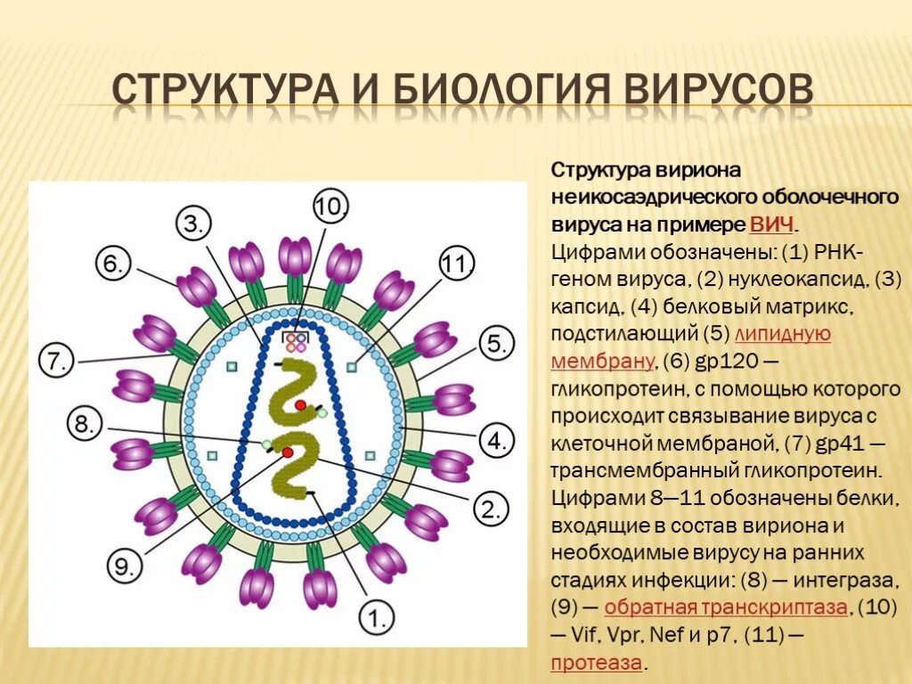 ВИЧ структура вириона. Структура вириона на примере ВИЧ. Капсид вириона ВИЧ состоит из белка. Строение вируса капсид и нуклеокапсид. Вирусы 6 класс биология