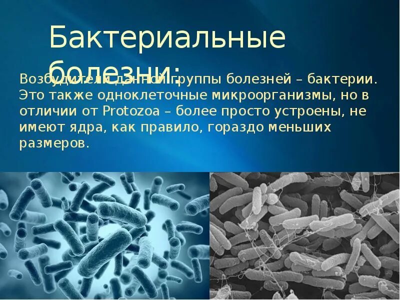 Сообщение болезни вызываемые бактериями. Возбудители бактериальной природы болезни. бактерии вызывающие инфекционные заболевания. возбудители инфекции бактерии. бактерии вызывающие болезни у человека.