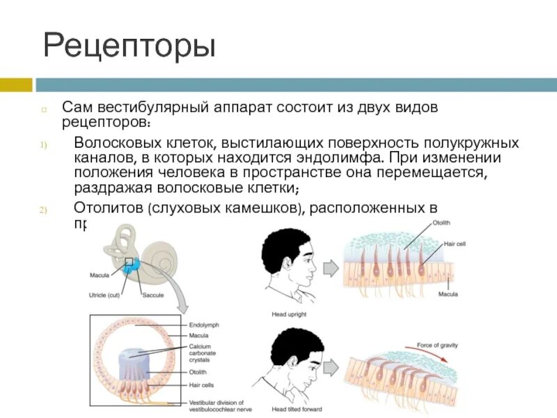 Рецепторы вестибулярного аппарата. Рецепторный аппарат полукружных каналов. Волосковые клетки вестибулярного аппарата. Слуховые рецепторы волосковые рецепторы.