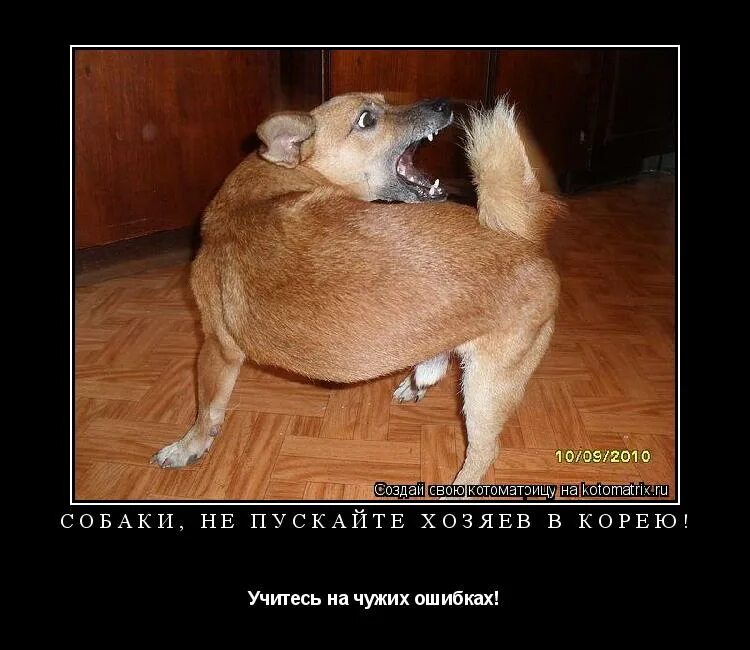 мы хвостиком покрутим покрутим раз два три. мы в ладошки хлоп хлоп мы ногами топ топ. физминутка для рук. волки позорные картинки. мы хвостиком покрутим покрутим раз два три.