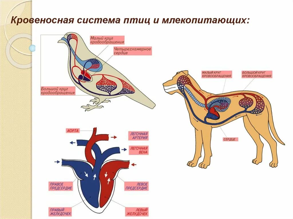 Какие камеры сердца у млекопитающих. Строение кровеносной системы млекопитающих 7 класс. Схема строения сердца и кровеносной системы млекопитающих. Кровеносная система млекопитающих схема круги кровообращения. Строение кровеносной системы собаки схема.