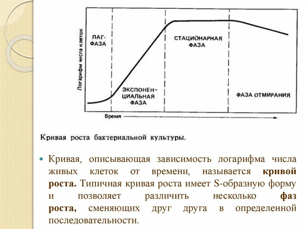 Стационарная кривая. Кривая размножения бактерий. Фазы роста микробной популяции. Фазы роста бактерий микробиология. Основные фазы роста бактерий.