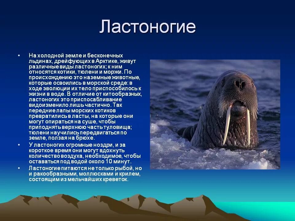 Морж приспособление к среде обитания. Ластоногие моржи. Морские млекопитающие ластоногие. Моржи тюлени морские котики. Отряды млекопитающих ластоногие.