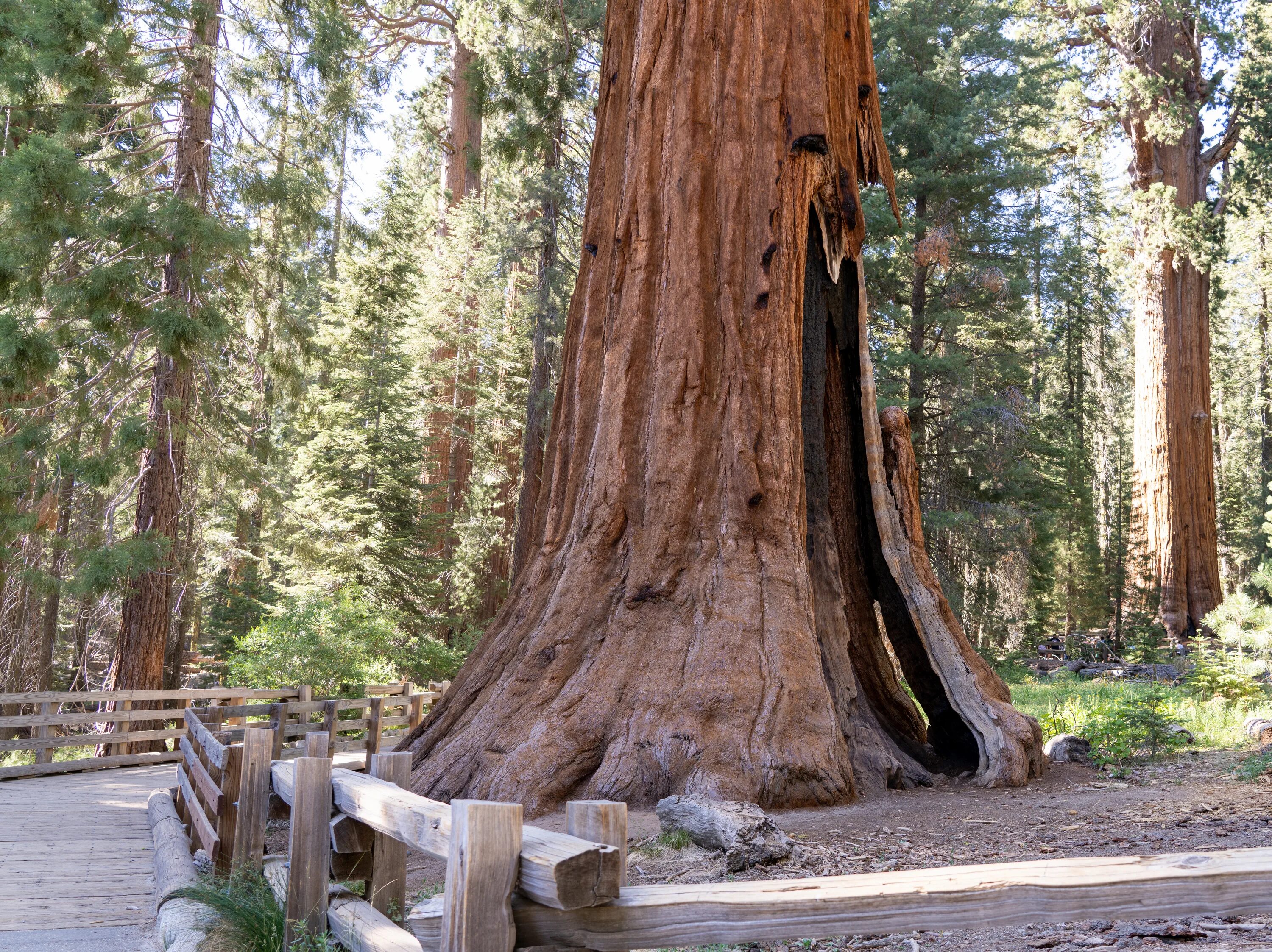 Генерал шерман (дерево). Секвойя дерево генерал шерман. Гигантская секвойя генерал шерман. Генерал шерман (дерево). Секвойядендрон генерал шерман.