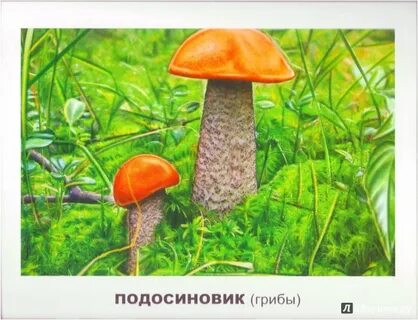 Гриб подосиновик картинка для детей