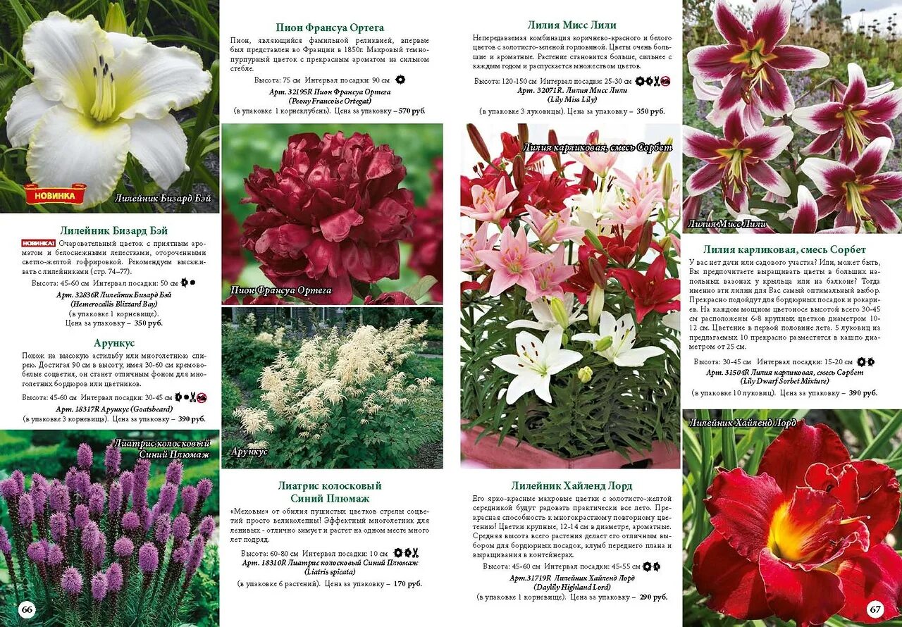 семена челябинской селекции сады россии каталог 2021. удачные семена официальный сайт интернет магазин. сады сибири каталог 2023. русский огород магазин семена и саженцы. сады сибири каталог 2023.