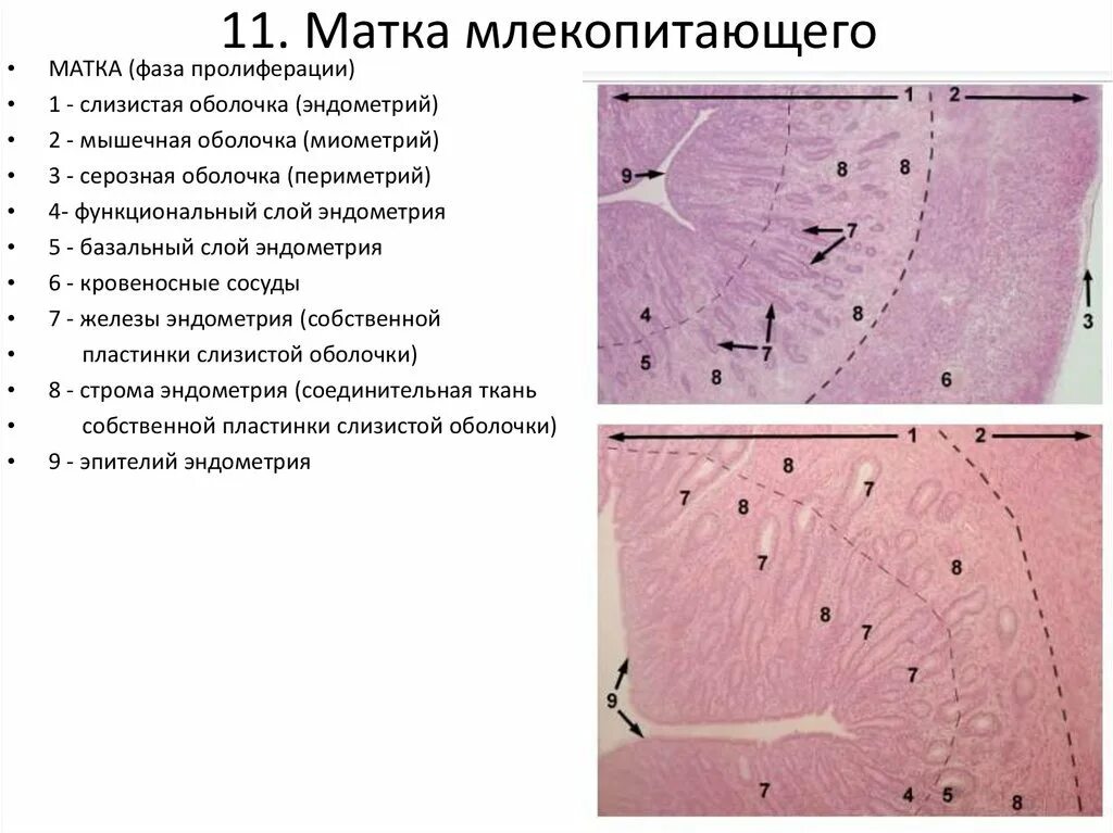 Слизистая стенок матки. Железы эндометрия гистология. Матка человека гистология препарат. Слизистая оболочка матки гистология. Строение миометрия гистология.