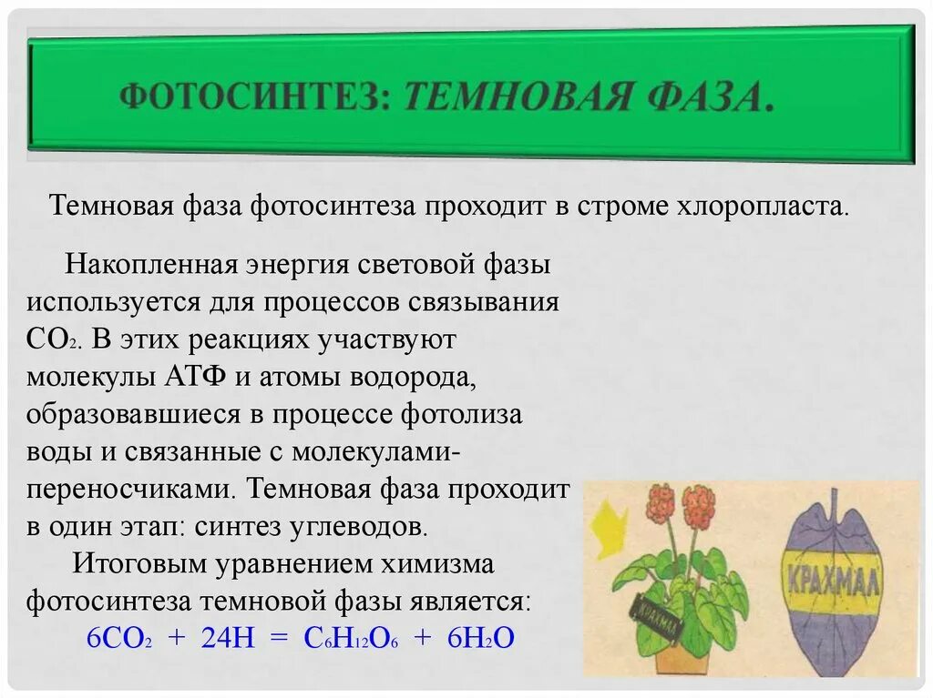 побочным продуктом реакции фотосинтеза является. суммарная реакция фотосинтеза формула. побочным продуктом реакции фотосинтеза является. конечные продукты световой фазы фотосинтеза. общая реакция фотосинтеза формула.