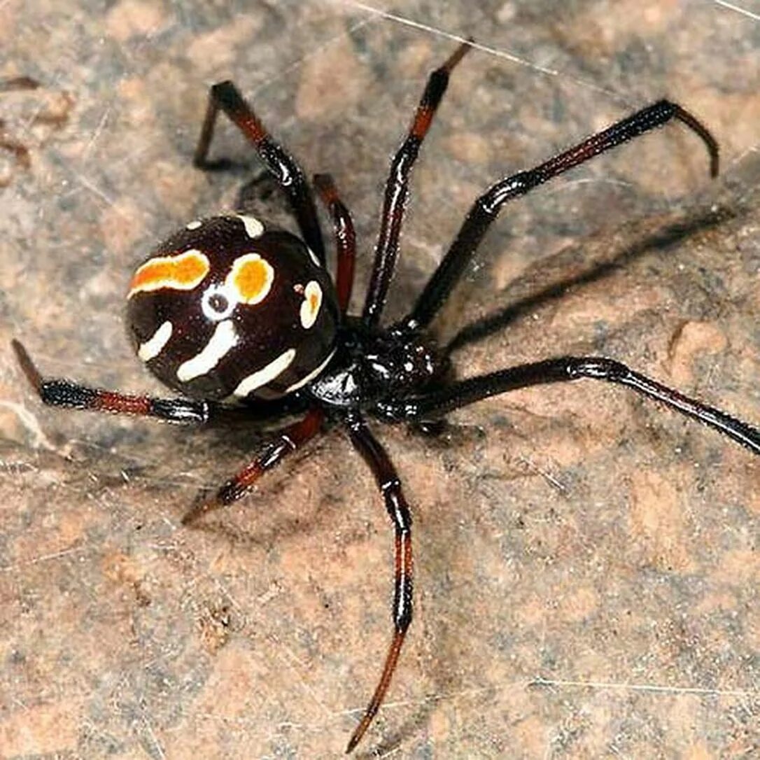 Каракурт паук. Черная вдова паук. Latrodectus variolus самец. Черная вдова паук и птицеед. Виды вдов