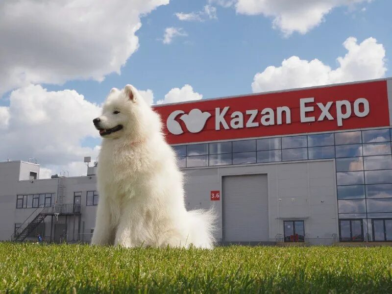 Выставка собак казань 2025. Выставка собак казань 2025