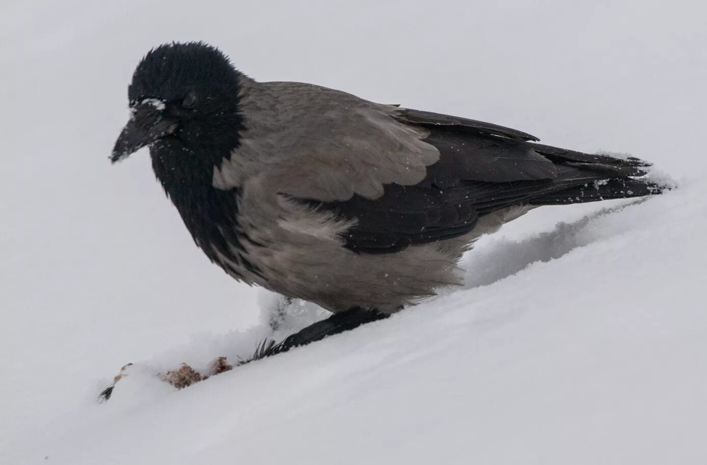 Воробей, снегирь синица сорока ворона голубь. Зимующие птицы серая ворона. Зимующие птицы ворона воробей. Зимующие птицы ворона воробей. Синица сорока воробей ворона снегирь зимующие птицы.