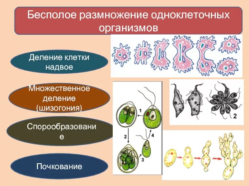 Простым делением клеток размножаются. Способ размножения деление организмов. Образование спор бесполое размножение. Размножение способом деления клеток примеры. Бесполое размножение одноклеточных.