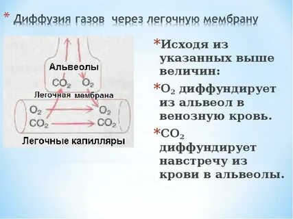 Расскажите какие процессы происходят в легочных альвеолах