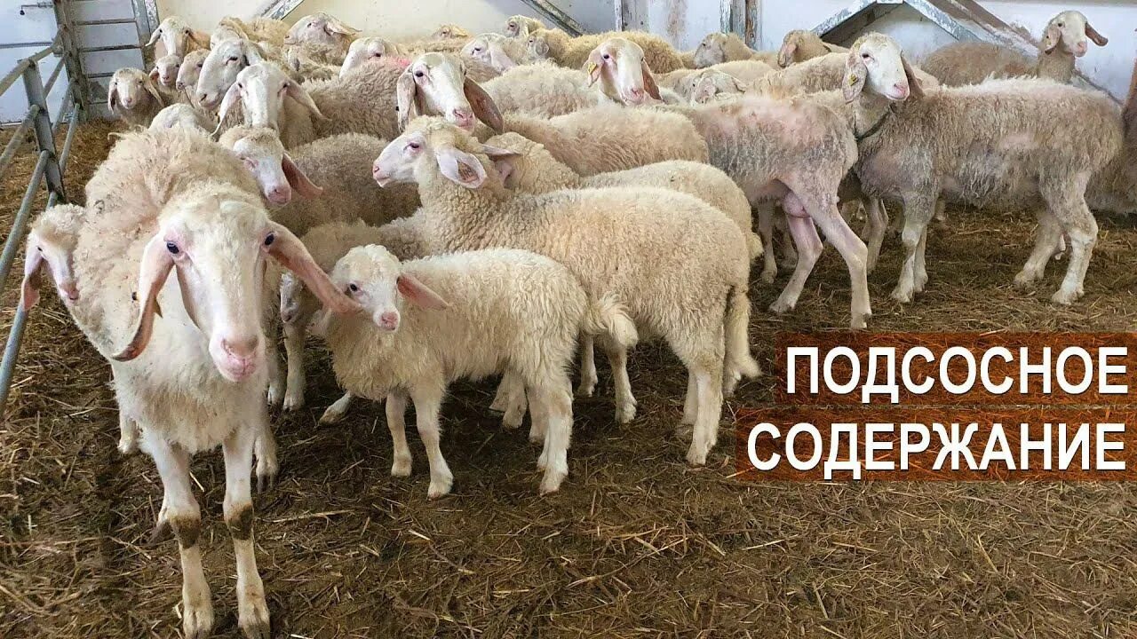 Группа подсосных овец. Фермерское хозяйство нины муляк. ассаф породы овец. фермерское хозяйство овцы. фермерство баранов.