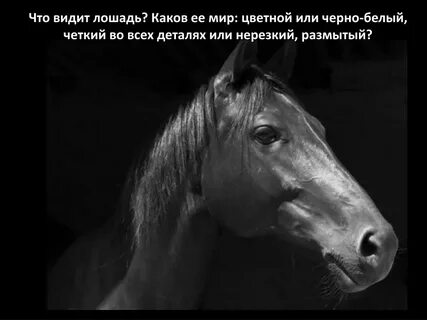 Поэт не мог видеть как лошадь пришла